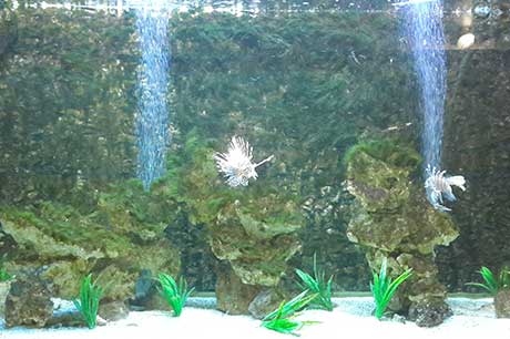 Aquarium Image 12