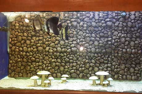Aquarium Image 14