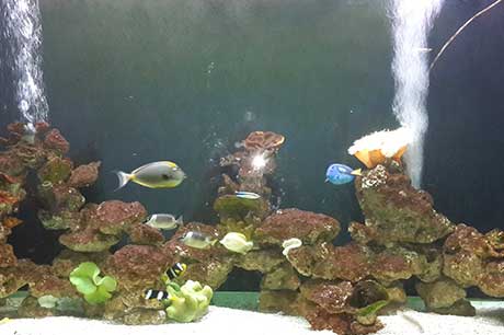 Aquarium Image 15