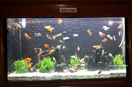 Aquarium Image 5